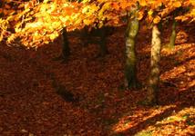 autumn