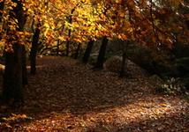 autumn 2