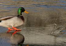 duck on the lake