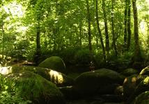 forest and sun
