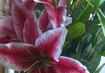 flowers in the hallway