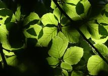 sun filtering through the leaves
