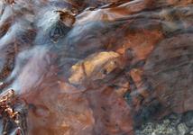 autumn leaf