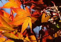 tree top by autumn