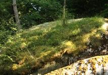 layers of natural growth on the chaos
