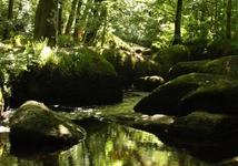 follow the stream into the forest