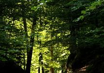 walking trail 2